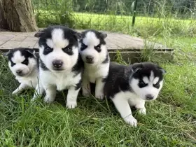 Sibiřský Husky