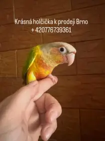 Pyrura zelenolicí