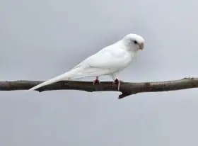 Papoušek zpěvavý