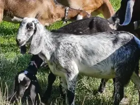 100% AN kozlík po skvělé dojnici - spěchá - již skáče