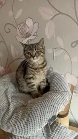 Whiskas kočička