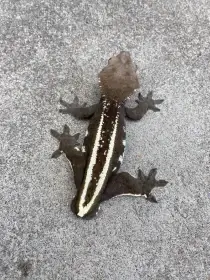 Axanthic c. Ciliatus