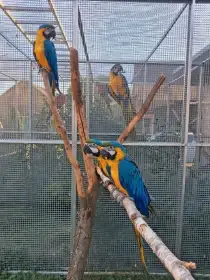 Ara ararauna