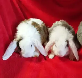 Nabízím zakrslé králíčky- beránky rex(3,5 měsíce)