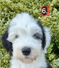Bobtail štěňata