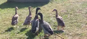 Indický běžec