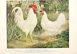 Kohouti plemene leghornka - prodám