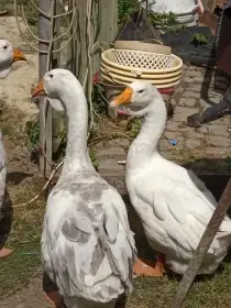 Prodám husy