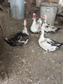 Prodám kačery