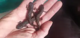 Žebrovník Pleurodeles waltl