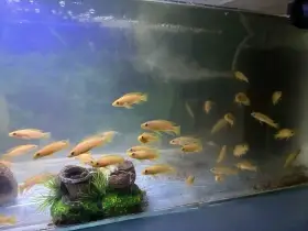 Neolamprologus leleupi