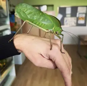 Kobylka obří (Siliquofera grandis)