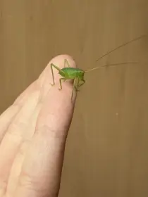 mladá nymfa