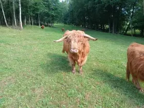 Prodám plemenného býka Highland skotský náhorní skot