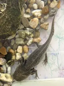 Axelotl 15 cm