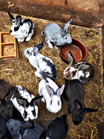 Králík, králíci samice