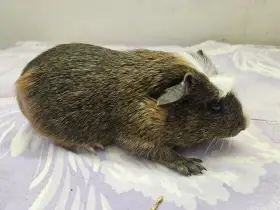 Morče