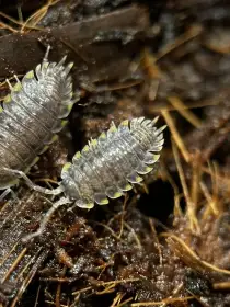 25 druhů isopod a další přibývají E-SHOP