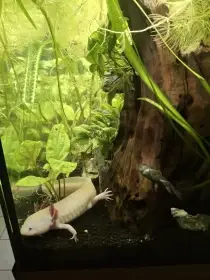 Axolotl