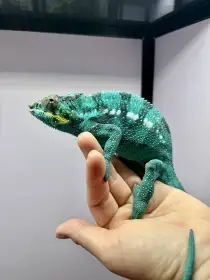 otec mláďat - není na prodej