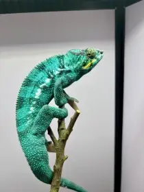 otec mláďat - není na prodej
