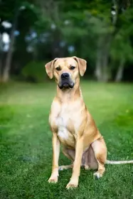 Velký kříženec dogy a amerického stafordšírského teriéra z cíleného chovu