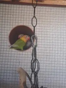Mladí Agapornisové Škraboškoví