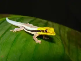 Phelsuma klemmeri,