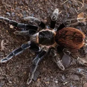Tliltocatl vagans slings
