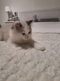 Koťátka Ragdolls PP