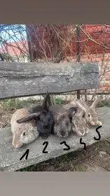 Králíci FB francouzský beran