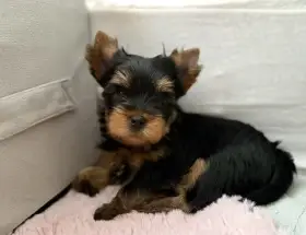 Jorkšírský teriér / Yorkshire Terrier