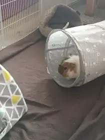 Muffinka
