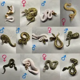 Krajty královské - Python regius