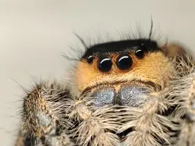Phidiuppus regius - Skákavka královská