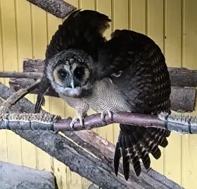 Puštík hnědý (Strix leptogrammica)