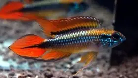 Cichlidka Agassizova „Double Red“ (Apistogramma agassizii var. Double Red)