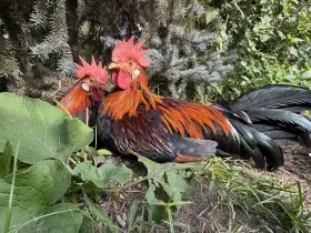 Vlaška koroptví