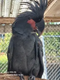 1.0 kakadu Palmovy