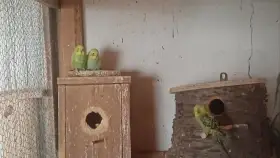 Andulka vlnková na ochočení