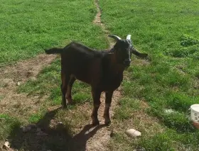 Kozel do chovu