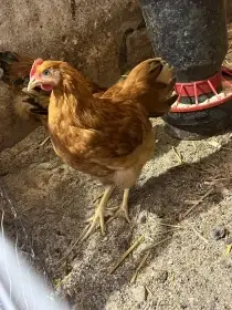 Kohouti Hempšír