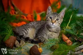 Cipisek k adopci