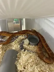 P. Guttatus Scaleless