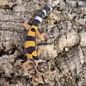 Gekončík noční - Fauna trhy Ostrava 27.9.