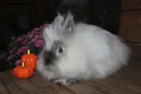 Teddy sameček