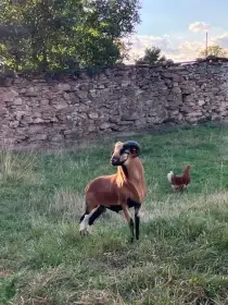 Čistokrevného beránka  ovce kamerunské
