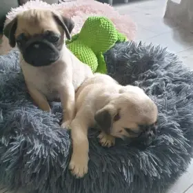 Jsou k dispozici štěňata mopsů.