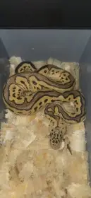 Python regius- krajta kralovska