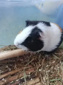 Daruji 2 morčata